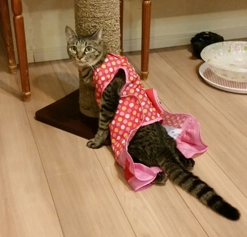 e0144012_11504885.jpeg