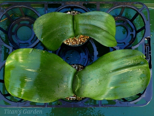 Haemanthus deformis_b0099813_0544815.jpg