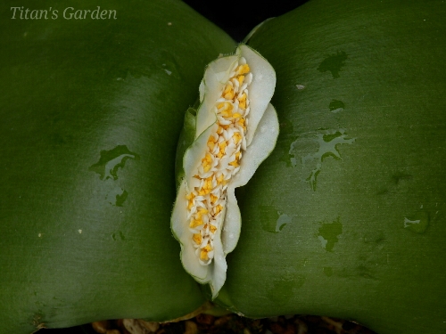 Haemanthus deformis_b0099813_0544941.jpg