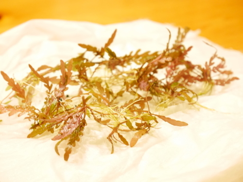 c0337613_22410363.jpg