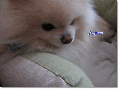 b0167519_2241283.gif