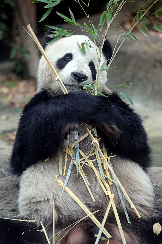 ササを食べるジャイアントパンダ 動物園放浪記 ササを食べるジャイアントパンダ 動物園放浪記