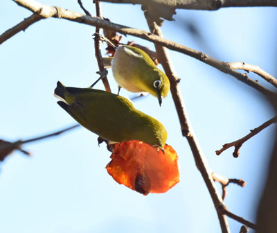 比企丘陵地帯晩秋のメジロ Japanese White-eye_f0206939_07520934.jpg