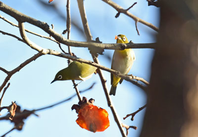 比企丘陵地帯晩秋のメジロ Japanese White-eye_f0206939_07530102.jpg