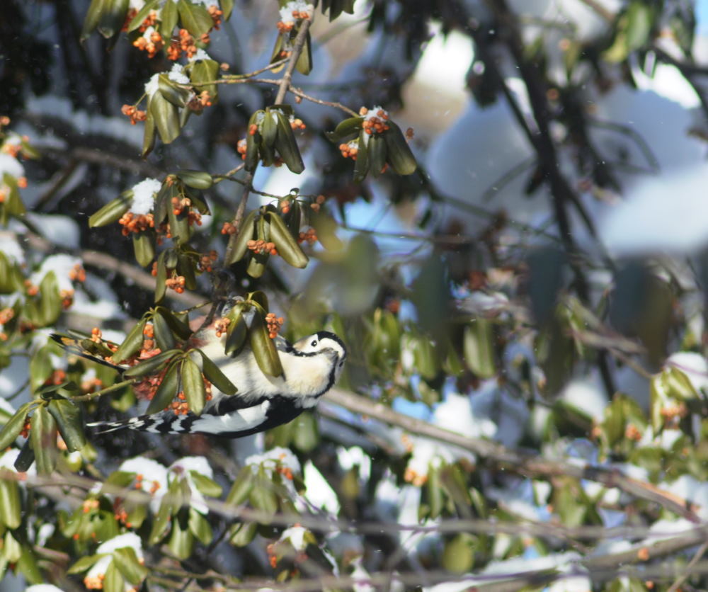 野鳥観察　フクロウ_f0202445_22400188.jpg