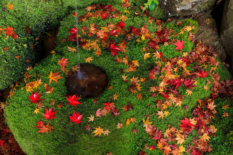 京都の紅葉16 落葉の美 護法堂弁財天 花景色 K W C Photoblog 京都の紅葉16 落葉の美 護法堂弁財天 花景色 K W C Photoblog
