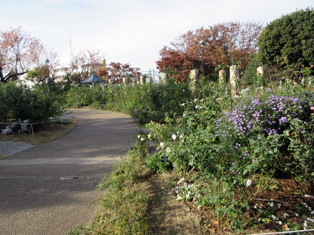 【港の見える丘公園】12月のイングリッシュローズガーデン_b0009849_9475424.jpg