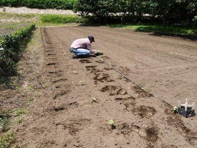平成28年度産!無農薬・無化学肥料で育てた「菊池水源産エゴマ」 白エゴマ(焙煎粒)販売スタート!!_a0254656_18111168.jpg