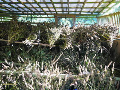 平成28年度産!無農薬・無化学肥料で育てた「菊池水源産エゴマ」 白エゴマ(焙煎粒)販売スタート!!_a0254656_1817410.jpg