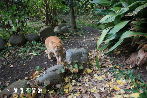 江の猫に会ってきました～湘南江の島_a0132659_08022186.jpg