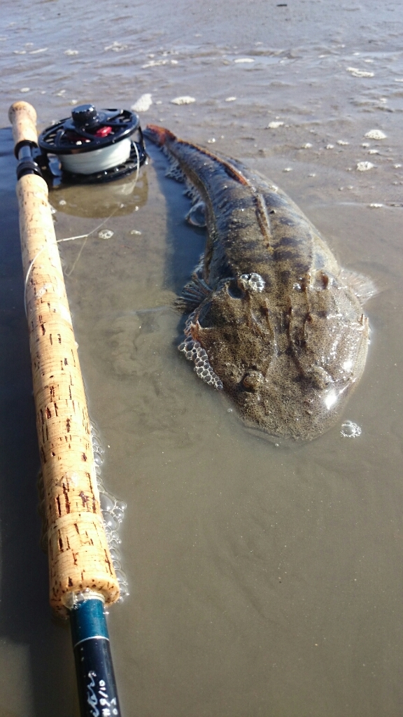 Shallow shore fishing_a0263062_02312255.jpg