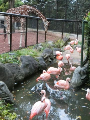 11/23、野毛山動物園_e0045768_2228038.jpg