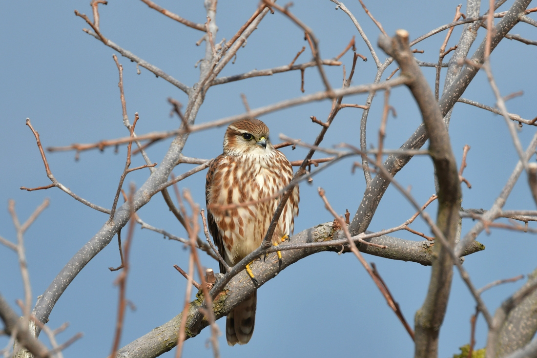 コチョウゲンボウ_f0053272_812545.jpg