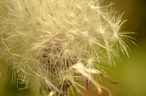 a0158478_10014487.jpg