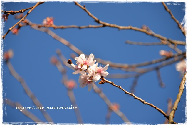 冬桜咲く桜山へ・・・♪_e0331878_2124951.jpg