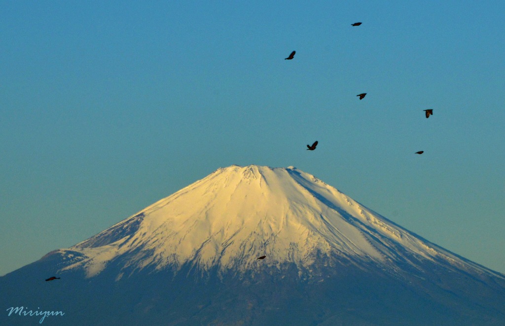 富士山＆鳥_c0067690_111136.jpg