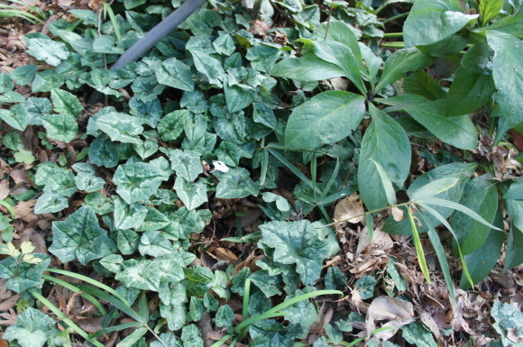 a0139007_19172940.jpg