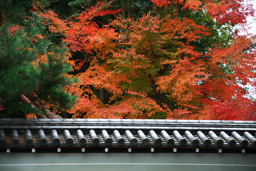 京都　仁和寺の紅葉2_a0263109_09125855.jpg