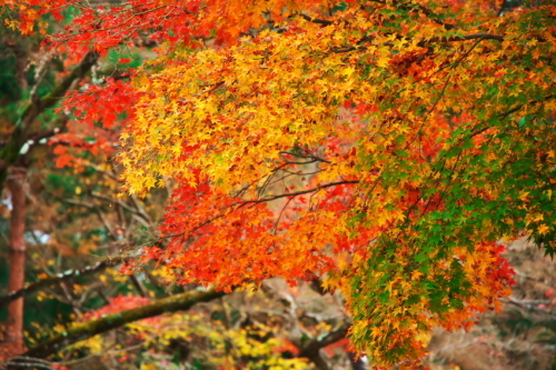 京都　仁和寺の紅葉2_a0263109_09130097.jpg