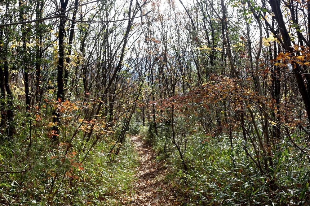 宝満山の裏宝満登山道_f0212511_11140767.jpg