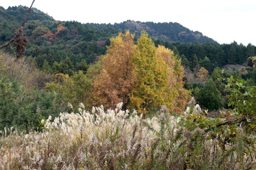 宝満山の裏宝満登山道_f0212511_11142149.jpg