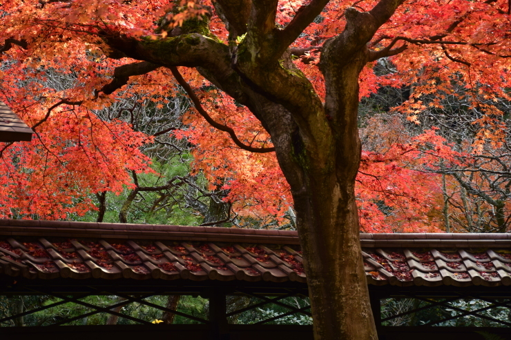 鎌倉散歩♪　～東慶寺～_a0354912_18562295.jpg