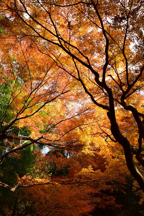 鎌倉散歩♪　～東慶寺～_a0354912_19061818.jpg