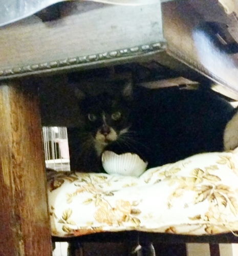 e0144012_00375698.jpeg