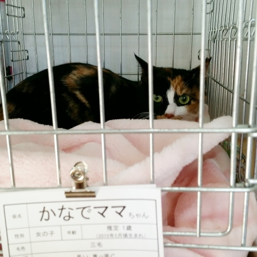 e0144012_15291075.jpeg