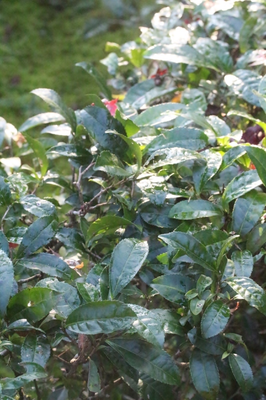 徳島で出会った茶の木_b0220318_02560975.jpg