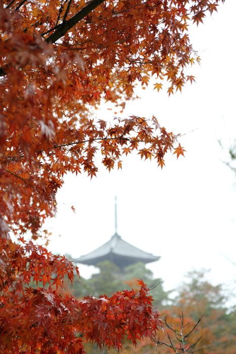 紅葉の京都2016 －建仁寺 時間外特別拝観（後編）＋おまけ－_b0169330_1531712.jpg