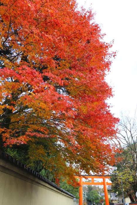 紅葉の京都2016 －建仁寺 時間外特別拝観（後編）＋おまけ－_b0169330_17152939.jpg