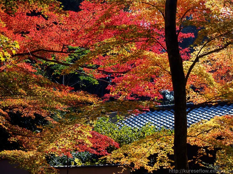 紅葉の京都　今熊野観音寺_b0325840_20575696.jpg