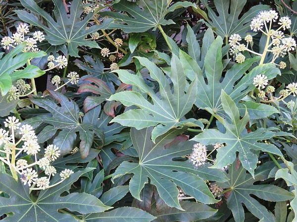 16年12月14日 ヤツデの花が咲きました 今日の風に吹かれましょう