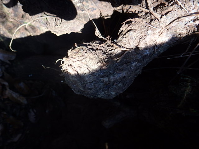 f0334143_2162061.jpg