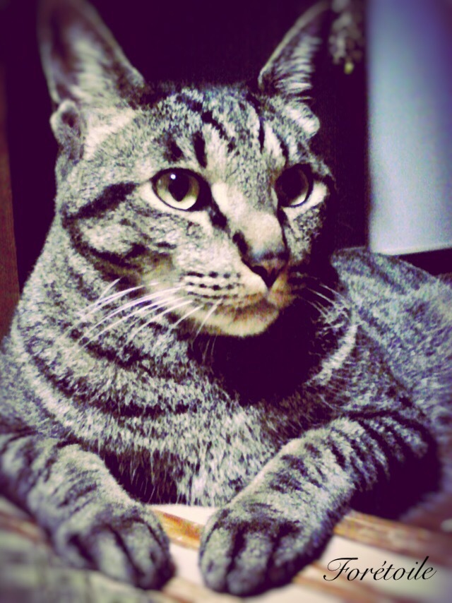 chat_f0377243_23325075.jpg