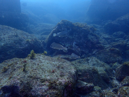 b0236647_1495217.jpg