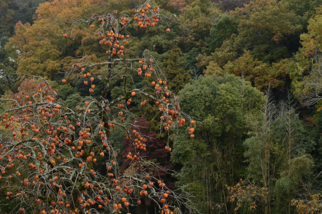 d0002247_1525723.jpg