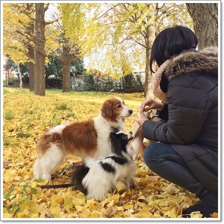 銀杏は続くよどこまでも@相模原公園のメタセコイア_d0013149_00010549.jpg