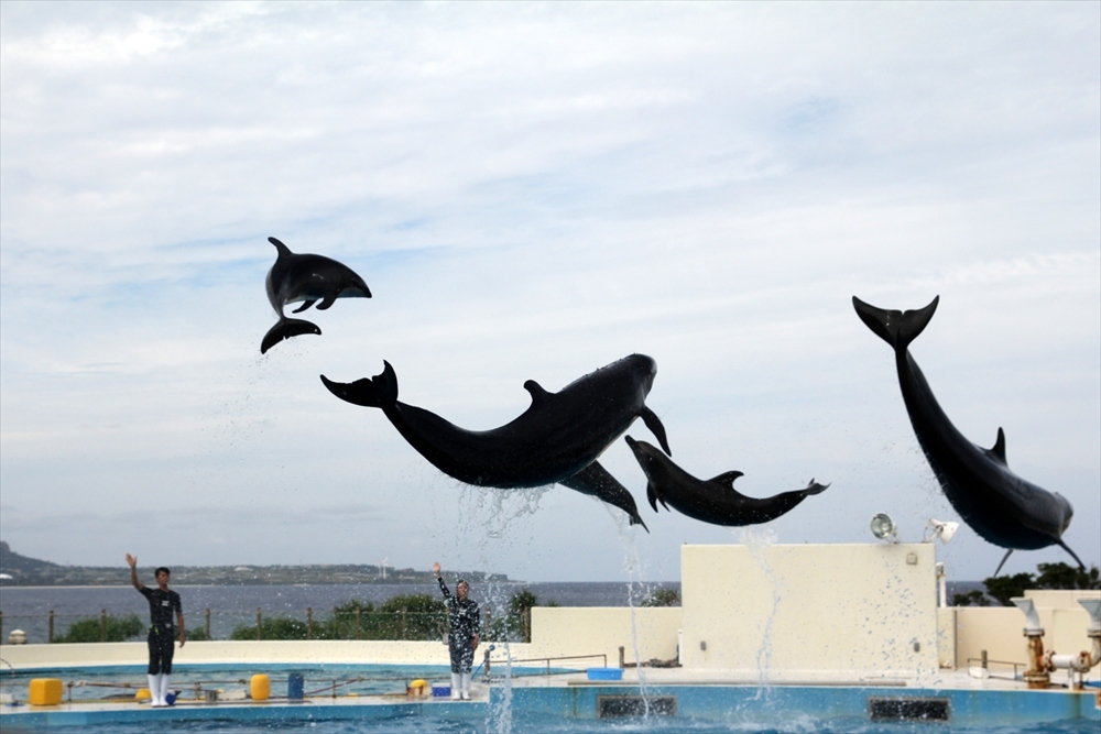 2016@ちゅら海水族館_d0018656_02284563.jpg