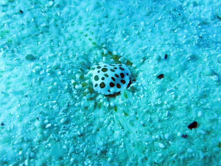 水納島、瀬底島でファンダイビング!!_a0156273_15561524.jpg