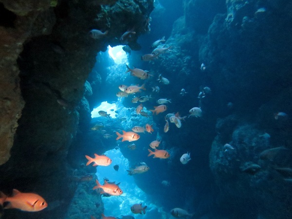 水納島、瀬底島でファンダイビング!!_a0156273_15584358.jpg