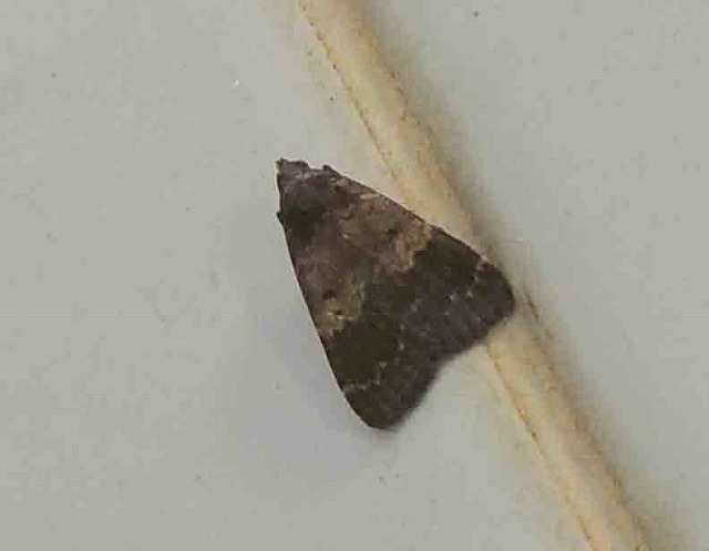 d0019074_7543040.jpg