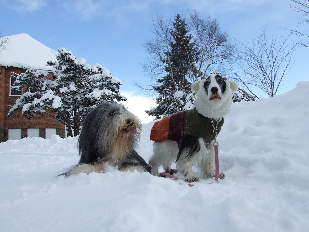 15年ぶりの12月の大雪_f0186476_18110745.jpg