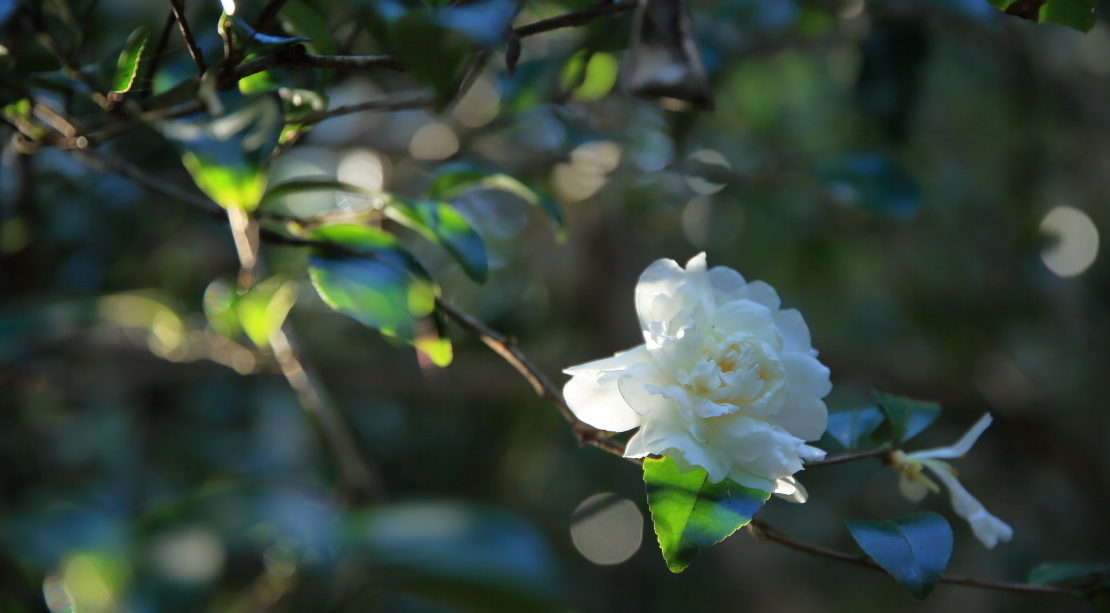 ・山茶花咲く道_f0368583_14225996.jpg