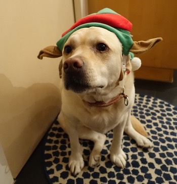 クリスマスパーティー第一弾_d0133485_11480234.jpg