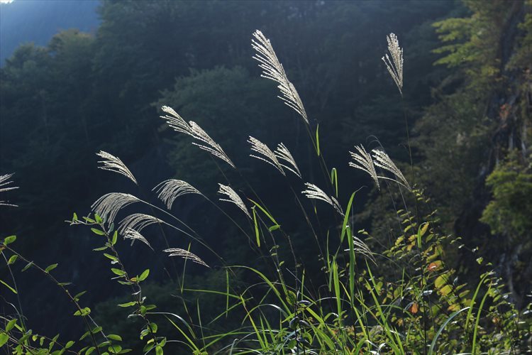 過ぎし日の秋に　（蕎麦粒山）_b0246693_00094177.jpg