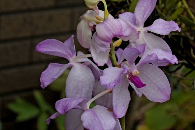 愛らしい；Vanda.coerulea fma.delicata_d0007501_09075681.jpg