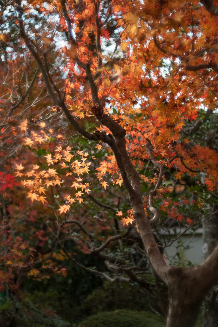 京都・紅葉 (2016年)  (13)_b0221605_21291721.jpg