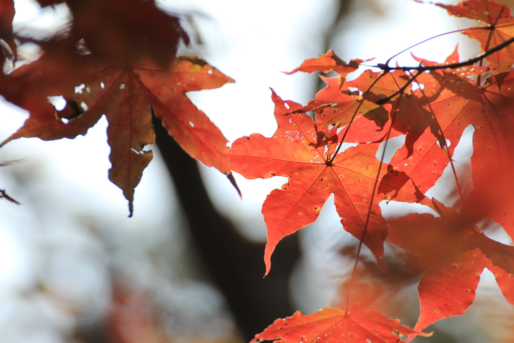 紅葉と流葉と_e0293806_21505227.jpg